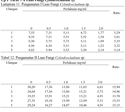 Tabel 12. Pengamatan II Luas Fungi Cylindrocladium sp. 