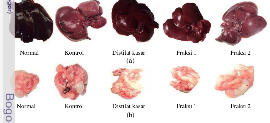 Gambar 10 Perbandingan (a) hati dan (b) deposit lemak  tikus kelompok normal, 