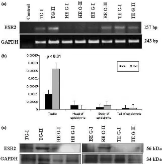 Fig. 2. mRNA and protein expression of ESR2 in reproductive tissues (testis, head, body and tail of epididymis)