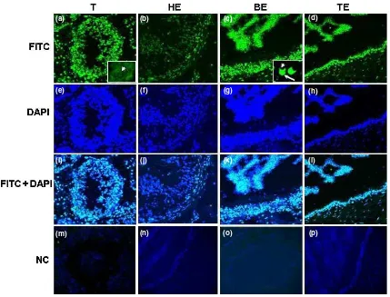 Fig. 3. Localization of ESR2 protein in diﬀerent parts of the boar reproductive tissues