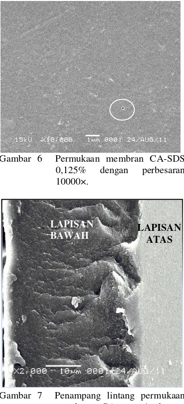 Gambar 6  Permukaan membran CA-SDS 