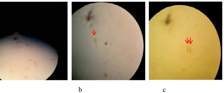 Gambar 4.1 (a) tidak ada kematian larva pada replikasi ke 1 (b) kematian larva sebanyak 1 ekor pada replikasi ke 2 (b) kematian larva sebanyak 2 ekor pada replikasi ke 3 