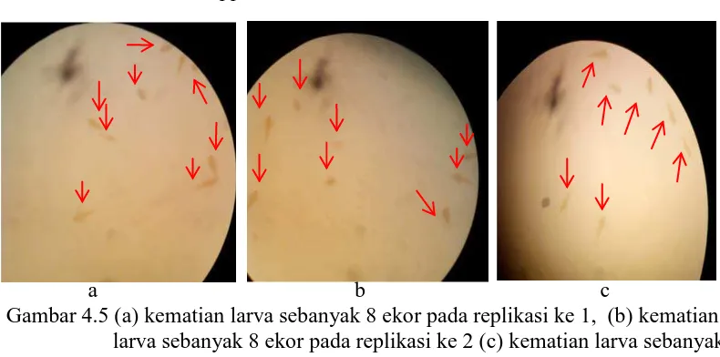 Gambar 4.4 (a)kematian larva sebanyak 6 ekor pada replikasi ke 1, (b)kematian larva sebanyak 6 ekor pada replikasi ke 2, (c)kematian larva sebanyak 6 ekor pada replikasi ke 3