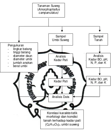 Gambar 5  Bagan penelitian korelasi kondisi tanah terhadap kandungan   pati umbi suweg di berbagai daerah penelitian 