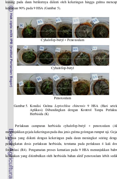Gambar 5. Kondisi Gulma Leptochloa chinensis 9 HSA (Hari setelah 