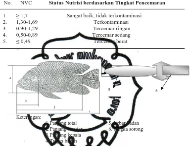 Gambar 4. Cara Pengukuran Morfologi Ikan Nila (DKP, 2005).  