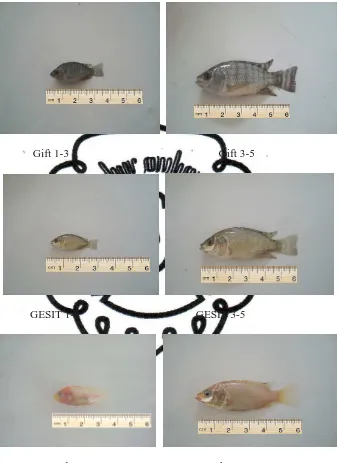 Gambar 6. Hasil fotografi varietas unggulan ikan nila. 