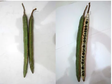 Gambar 3. Buah Kelor (Moringa oleifera Lam.) 