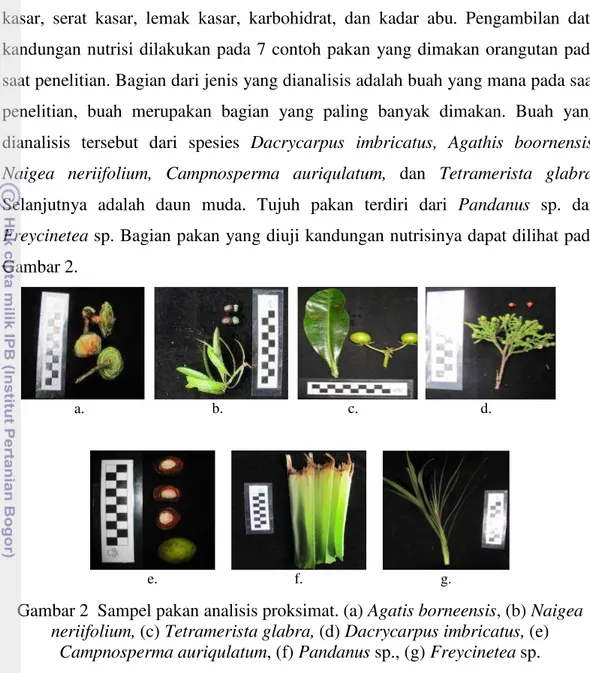 Gambar 2 Sampel pakan analisis proksimat. (a) Agatis borneensis, (b) Naigea neriifolium, (c) Tetramerista glabra, (d) Dacrycarpus imbricatus, (e)