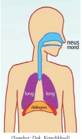 Gambar 3.3 Organ Suara Manusia