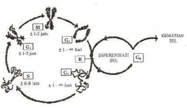 Gambar 2. Siklus Pertumbuhan Biologi Sel (Sukardja, 2000)