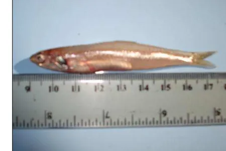 Gambar 2. Ikan teri merah  Encrasicholina heteroloba Ruppell, 1837 