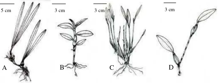 Figure 8.  Epigeneium compare to its relatives.  