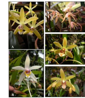 Figure 11.Some variations of shapes and colors in flower of  