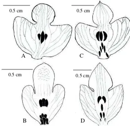 Figure 12. Some variations of the labellum ornament in  