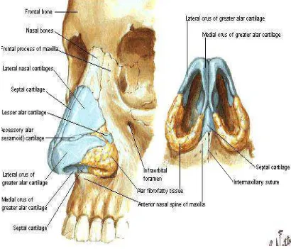 Gambar 2.1. Anatomi Hidung (Netter, 2011) 