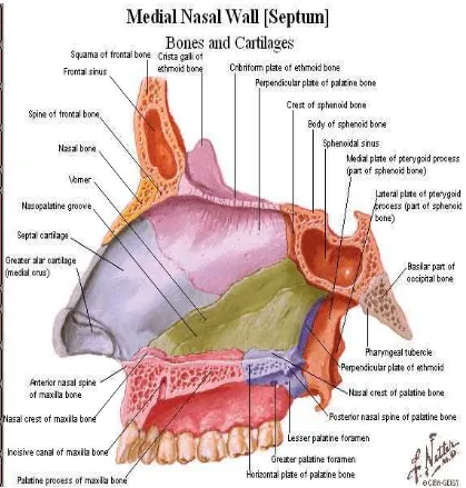 Gambar 2.3. Anatomi Hidung (Netter, 2011) 