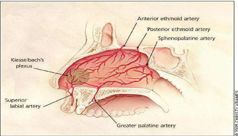 Gambar 2.5. Anatomi perdarahan hidung (Probst, 2004) 