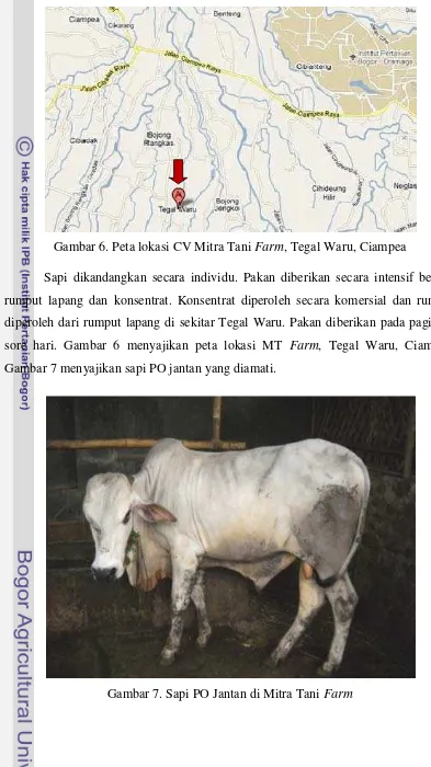 Gambar 7 menyajikan sapi PO jantan yang diamati. 