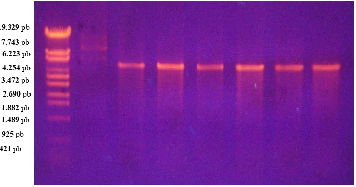 Gambar 3. Pita DNA plasmid pGEX-4T-2 rekombinan hasil elektroforesis dalam 1% agrosa M : marker DNA �
