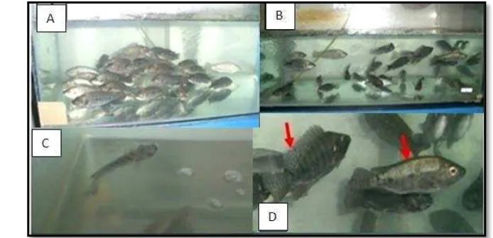 Gambar  9  Tingkah laku berenang ikan normal dan yang terinfeksi Streptococcus agalactiae