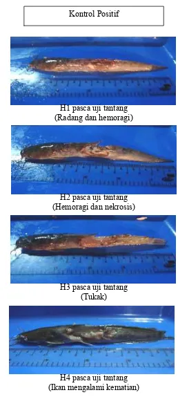 Gambar 3. Pengamatan gejala klinis pada ikan lele kontrol positif. 