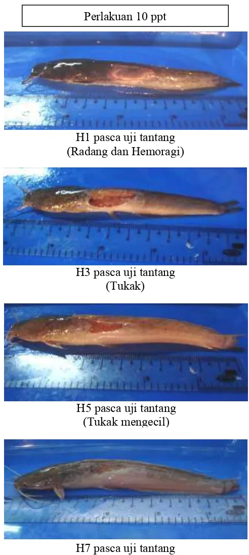 Gambar 4. Pengamatan gejala klinis pada ikan lele perlakuan dosis ekstrak lidah buaya 10 ppt