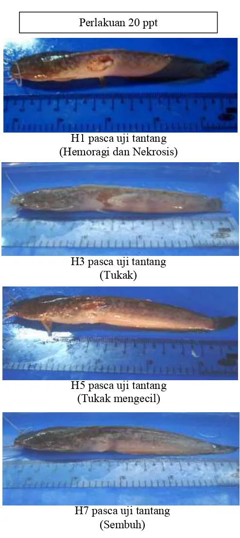 Gambar 5. Pengamatan gejala klinis pada ikan lele perlakuan dosis ekstrak lidah buaya 20 ppt