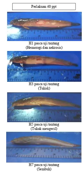 Gambar 6. Pengamatan gejala klinis pada ikan lele perlakuan dosis ekstrak lidah buaya 40 ppt