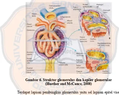 Gambar 6. Struktur glomerulus dan kapiler glomerular 