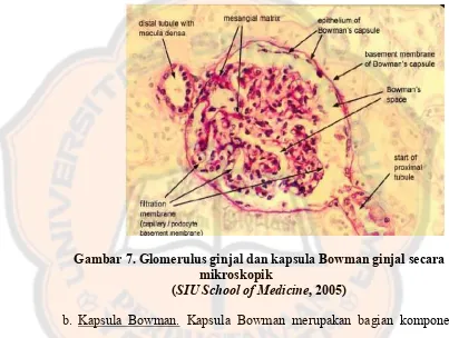 Gambar 7. Glomerulus ginjal dan kapsula Bowman ginjal secara 