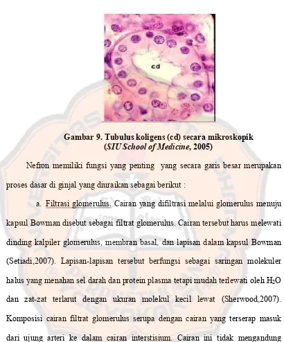 Gambar 9. Tubulus koligens (cd) secara mikroskopik  