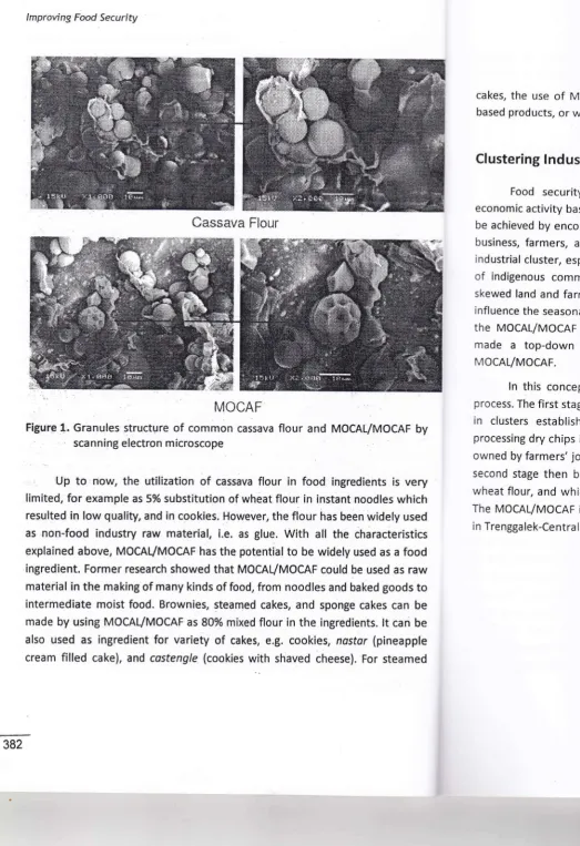 Figure 1. Granules structure of common cassava flour and MOCAL/MOCAF by