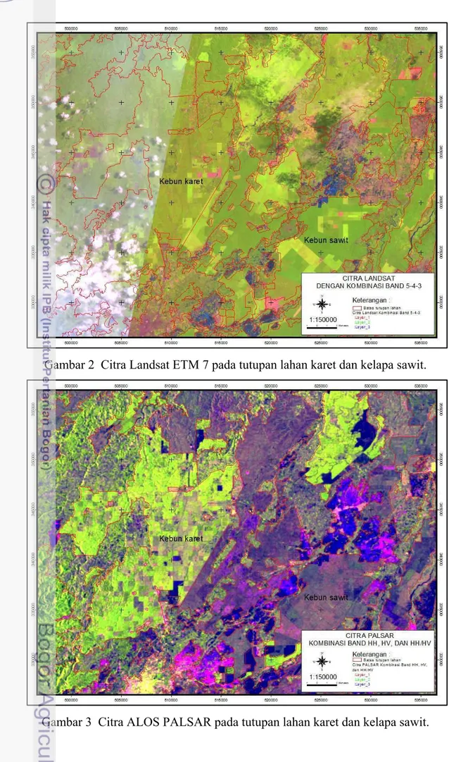 Gambar 2  Citra Landsat ETM 7 pada tutupan lahan karet dan kelapa sawit. 