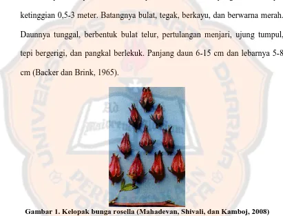 Gambar 1. Kelopak bunga rosella (Mahadevan, Shivali, dan Kamboj, 2008)  