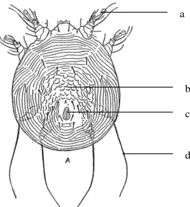 Gambar 2 Morfologi Notoedres cati. (a) Alat penghisap, (b) sisik,(c) anus, (d) Flagela (Urquhart et al