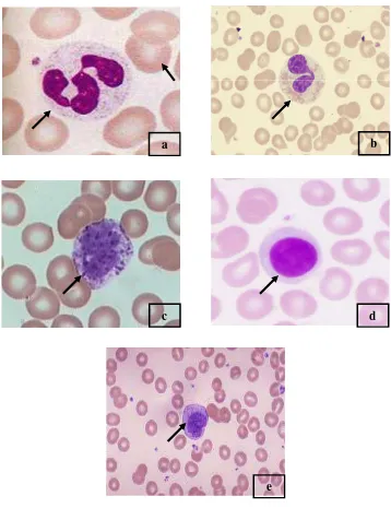 Gambar 4 Sel darah putih (leucocyte) dan sel darah merah (erytrocyte) ; (a)Neutrofil, (b) Eosinofil, (c) Basofil, (d) Limfosit, (e) Monosit