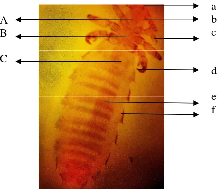 Gambar 6 Polyplax spinulosa. (A) Kepala, (B), Toraks, (C), Abdomen,(a) mulut, (b) antena, (c) kaki, (d) kuku, (e) segmen, (f) kepingpleura