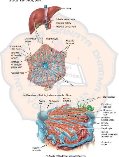 Gambar 2. Struktur mikroskopik hati (Tortora dan Derrickson, 2014) 