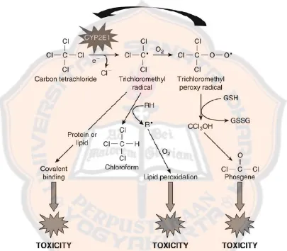 Gambar 5. Mekanisme biotransformasi dan oksidasi karbon tetraklorida (Timbrell, 2008) 
