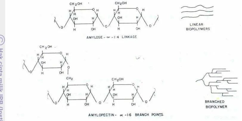 Gambar 2.1. Struktur amilosa dan amilopektin (Harper, 1981) 