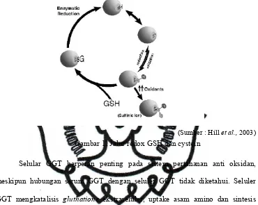 Gambar 1. Jalur redox GSH dan cystein 