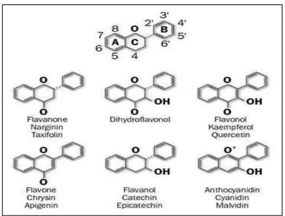 Gambar 4  Struktur komponen  fenol tumbuhan  (Cadenas 2004) 