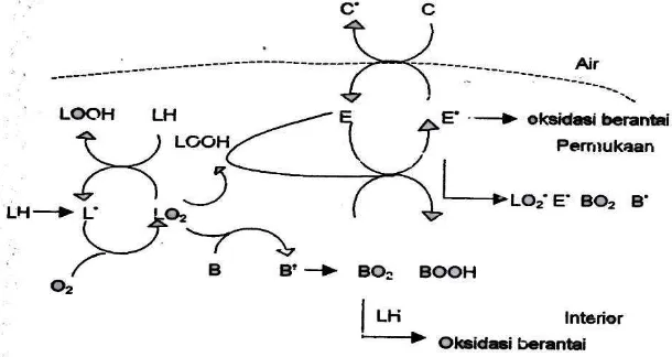 Gambar  7  Skema penghambatan oksidasi pada membran dan LDL oleh   
