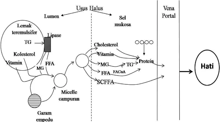 Gambar 8. Metabolisme lemak asal pakan modifikasi dari Suttie (1972)          