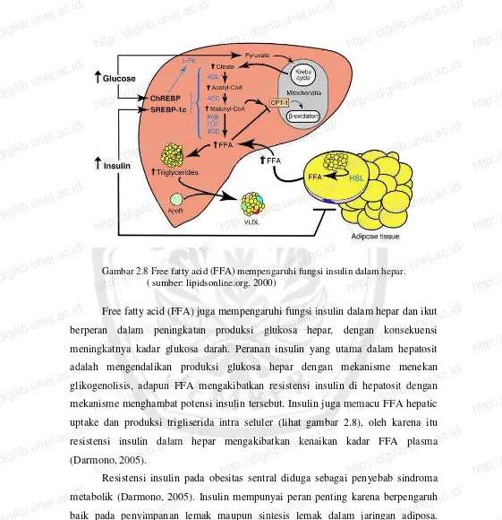 Gambar 2.8 Free fatty acid (FFA) mempengaruhi fungsi insulin dalam hepar. http://digilib.unej.ac.id/ 