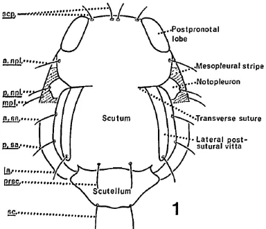 Gambar 2  Bagian toraks lalat buah B. dorsalis kompleks. Sumber: Drew dan Hancock 1994 