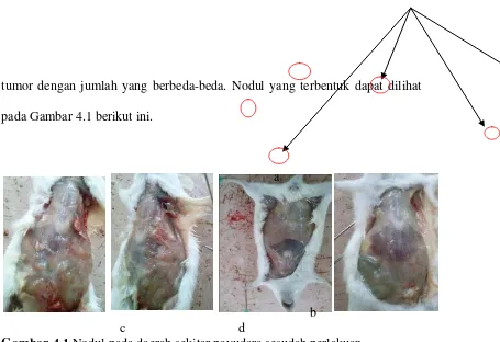 Gambar 4.1 Nodul pada daerah sekitar payudara sesudah perlakuan 