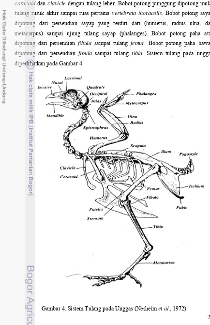 Gambar 4. Sistem Tulang pada Unggas (Nesheim et al., 1972)