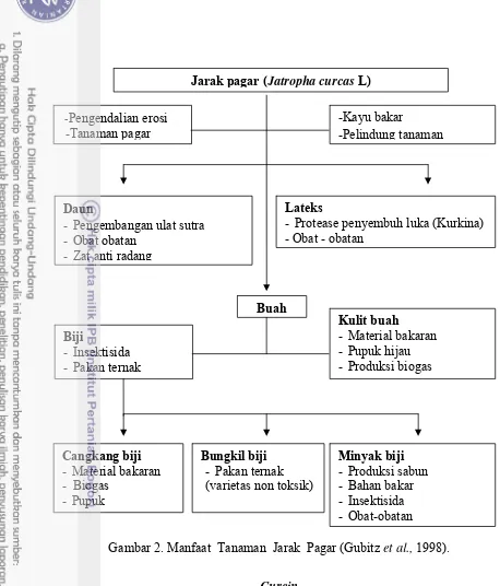 Gambar 2. Manfaat  Tanaman  Jarak  Pagar (Gubitz et al., 1998). 